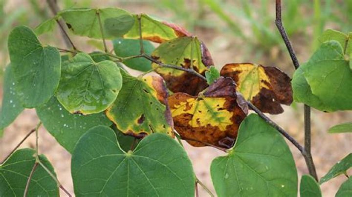 Do redbuds lose their leaves?
