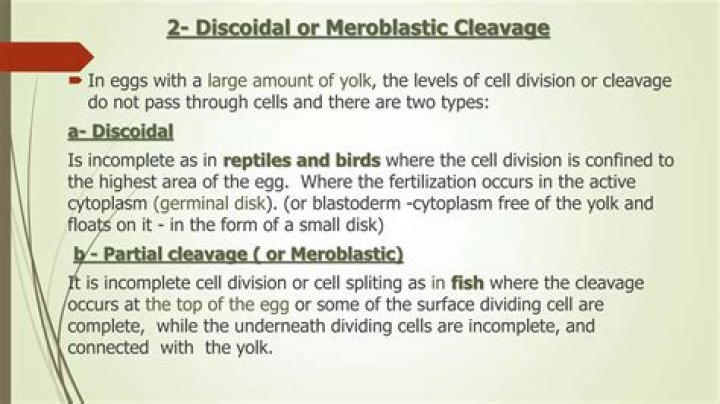 Do reptiles have meroblastic?