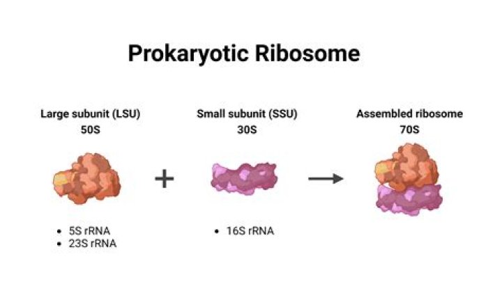 Do reticulocytes have ribosomes?