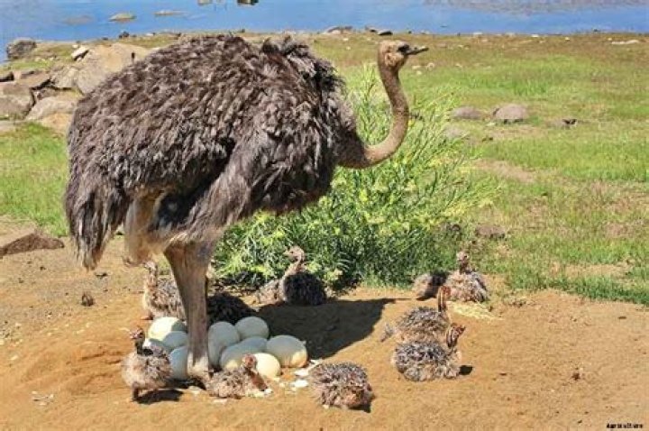 Do rhea lay eggs?