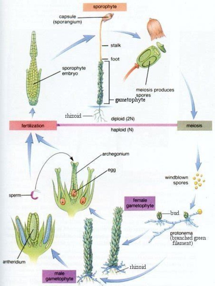 Do rhizoids have vascular tissue?