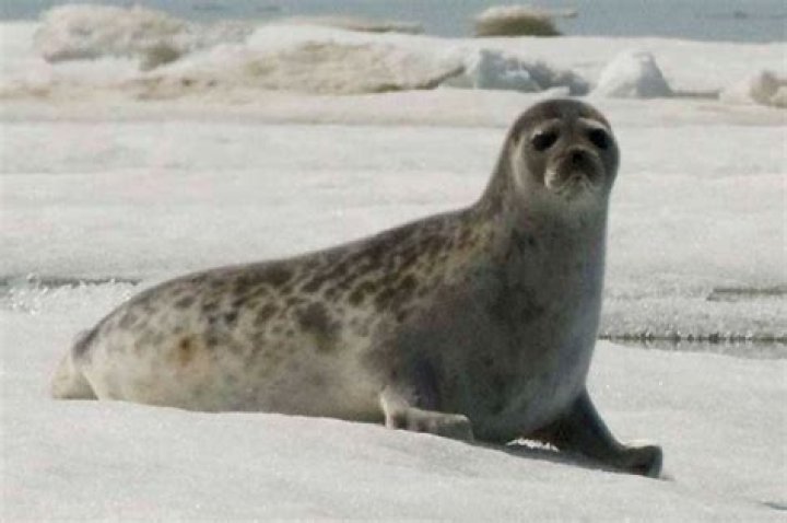 Do ringed seals eat penguins?