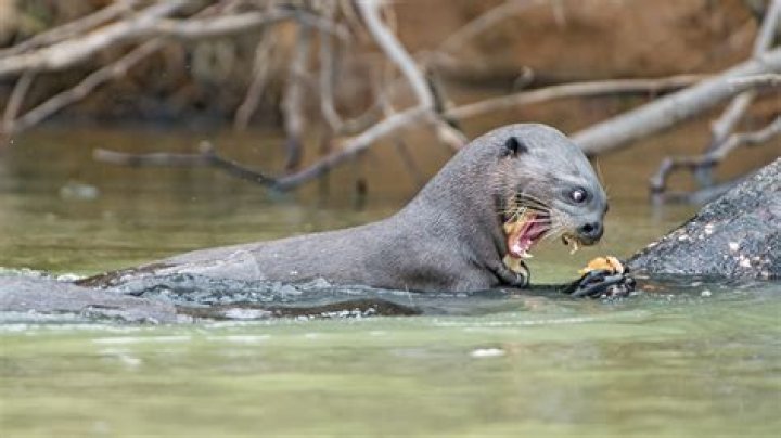 Do river otters drink water?