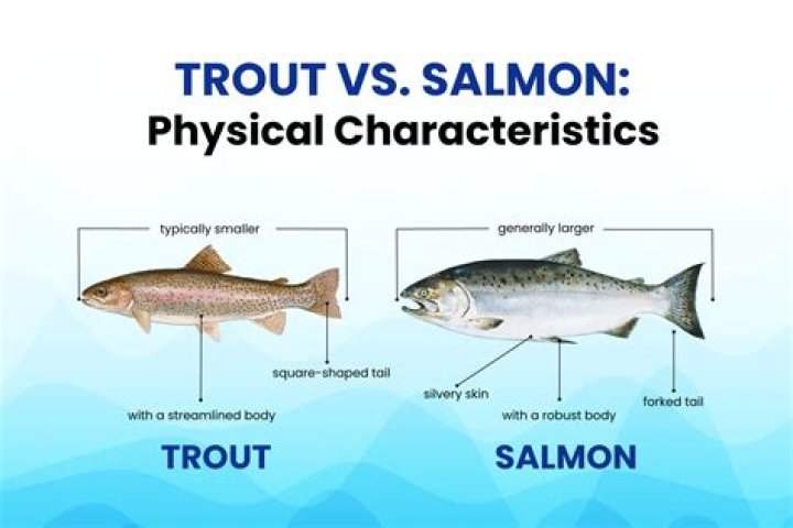 Do salmon and trout taste the same?