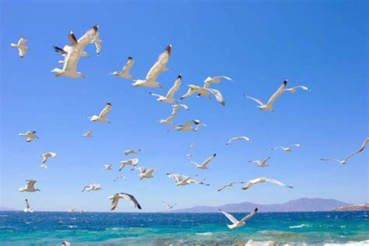 Do seagulls get cold?