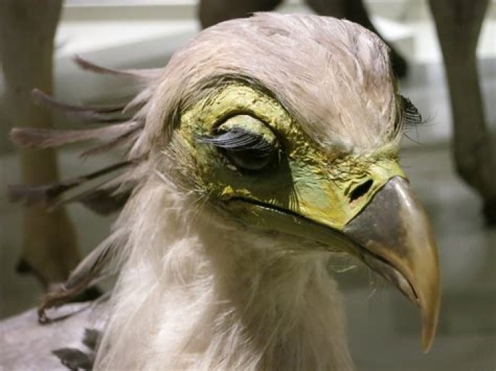 Do secretary birds have eyelashes?