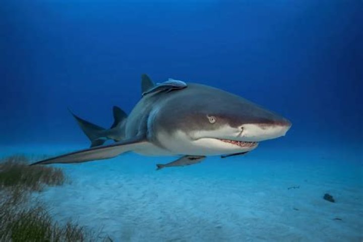 Do sharks outgrow their environment?
