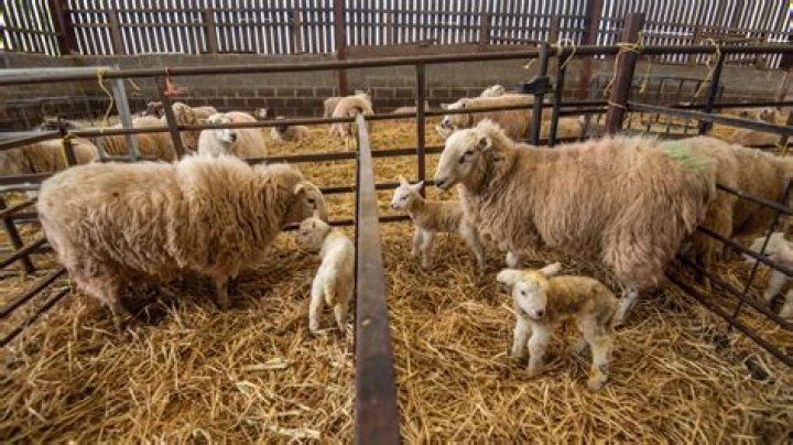 Do sheep feel pain when lambing?