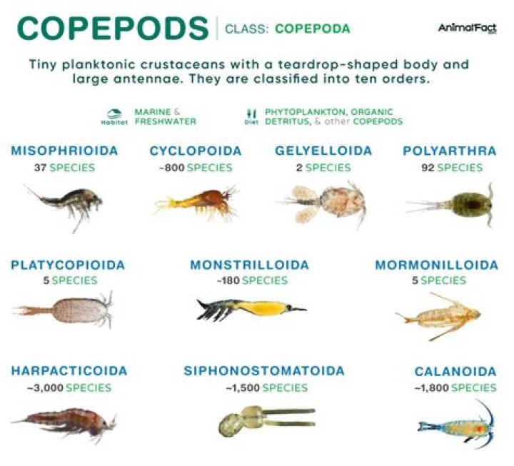 Do shrimp eat ostracods?