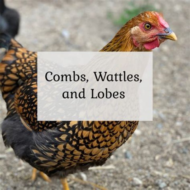 Do silkie hens have wattles?