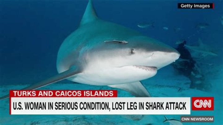 Do silky sharks attack humans?