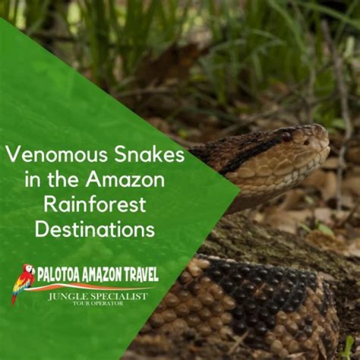 Do snakes live in woodlands?