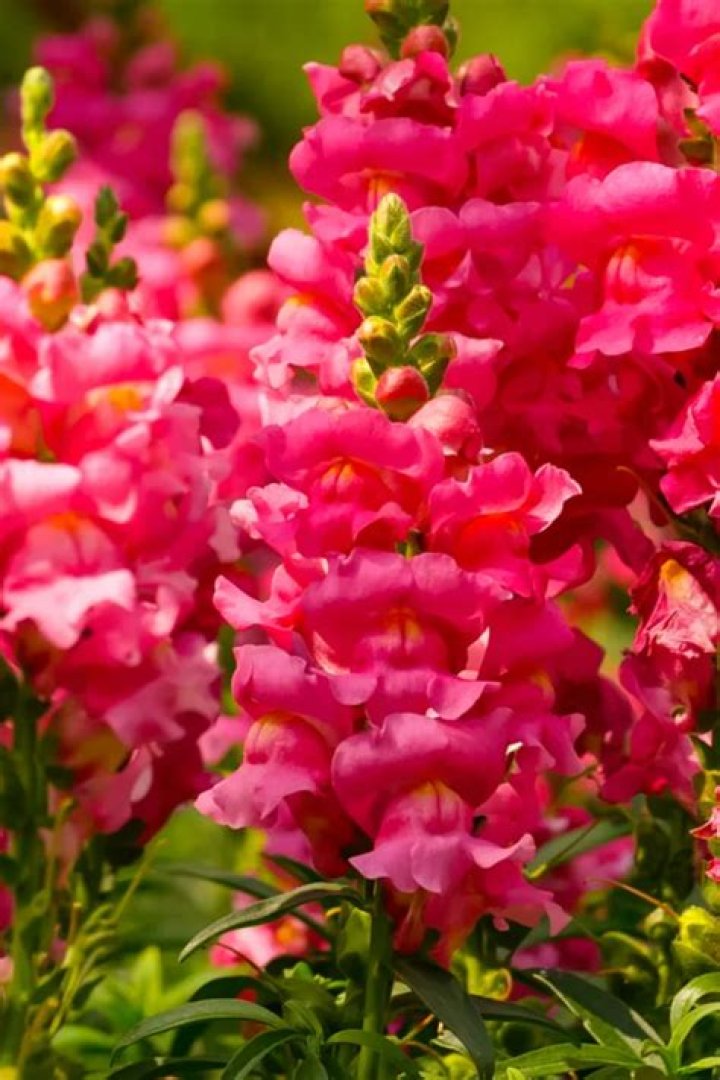 Do snapdragons bloom all summer?