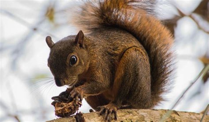 Do squirrels like walnuts?