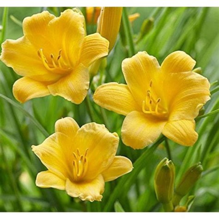 Do stella d'oro daylilies multiply?