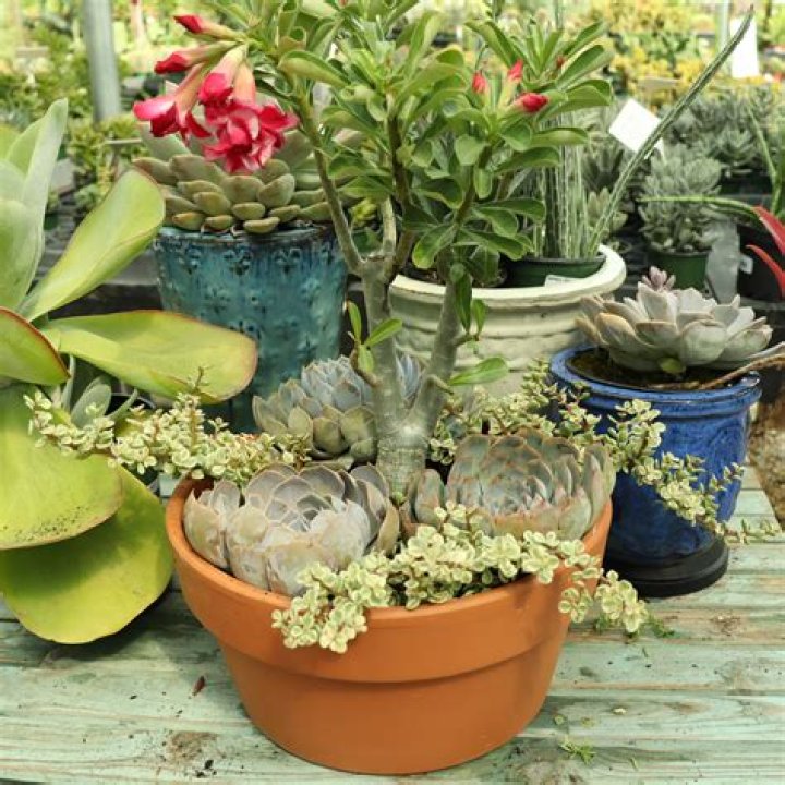 Do succulents grow back broken leaves?