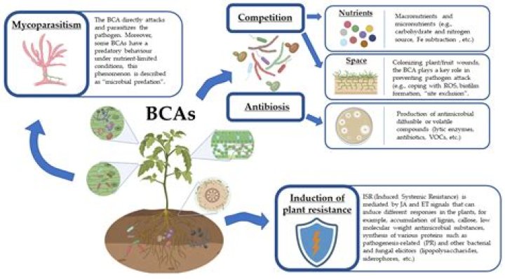 Do synthetic nutrients kill microbes?