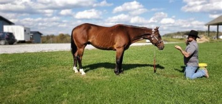 Do they artificially inseminate racehorses?
