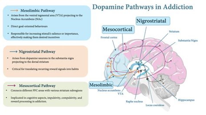 Do thrill seekers have more dopamine?