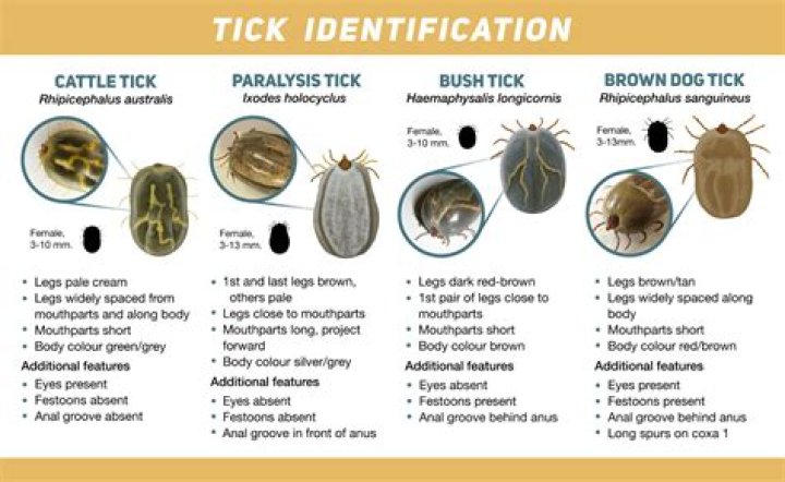 Do ticks unlatch on their own?