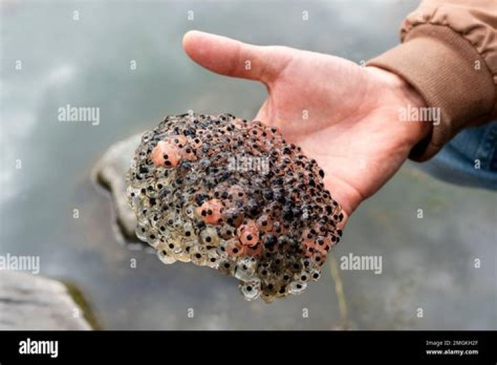 Do toads lay eggs?