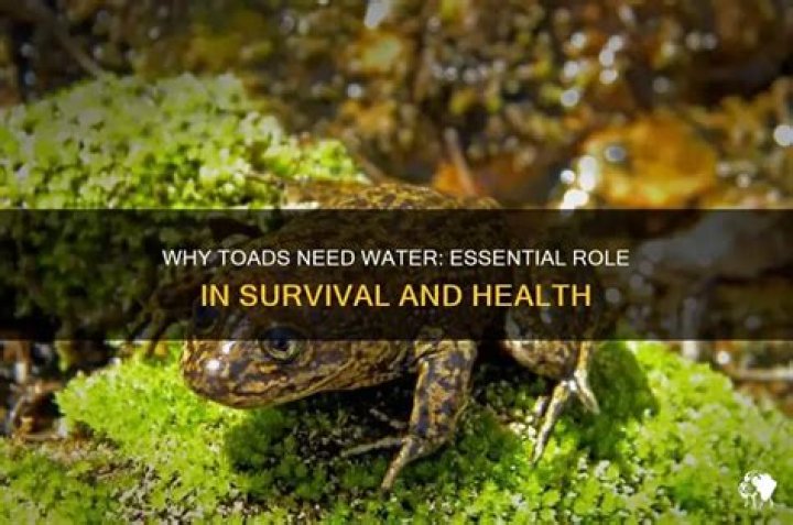 Do toads need water?