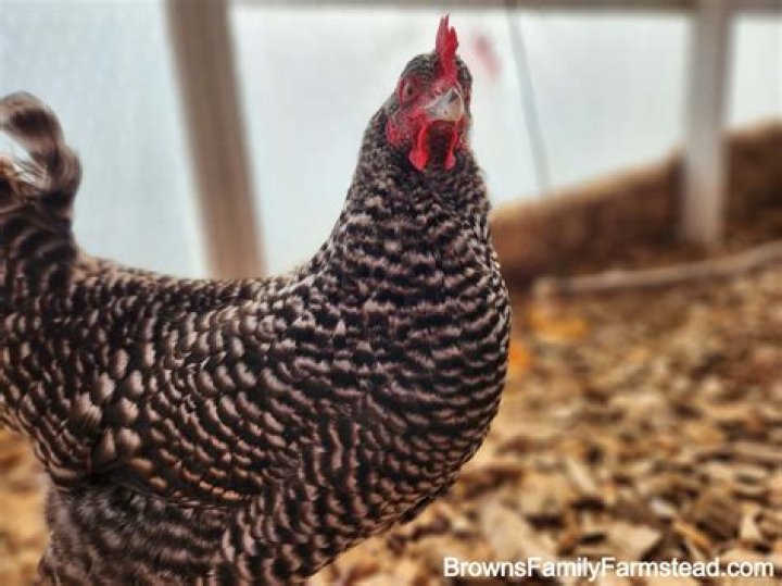 Do toulouse geese go broody?