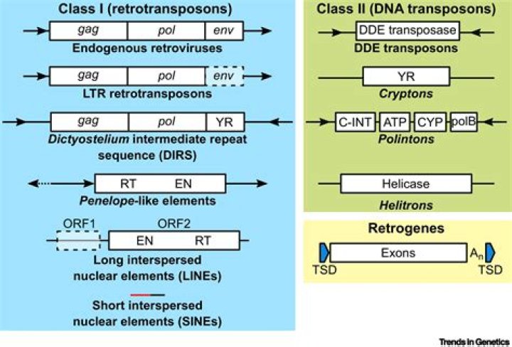 Do transposable elements reduce genome size?