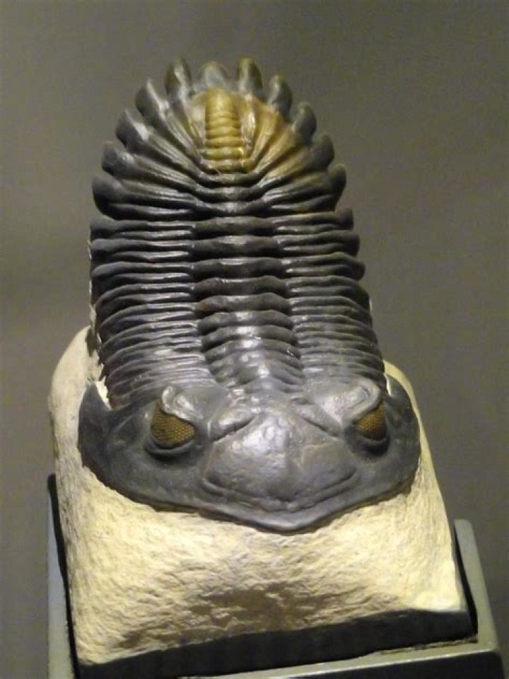 Do trilobites have eyes?