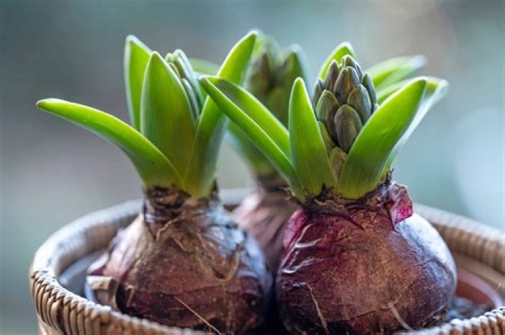 Do tulip bulbs flower every year?