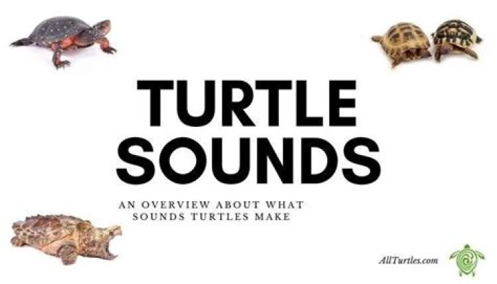 Do turtles make squeaking noises?