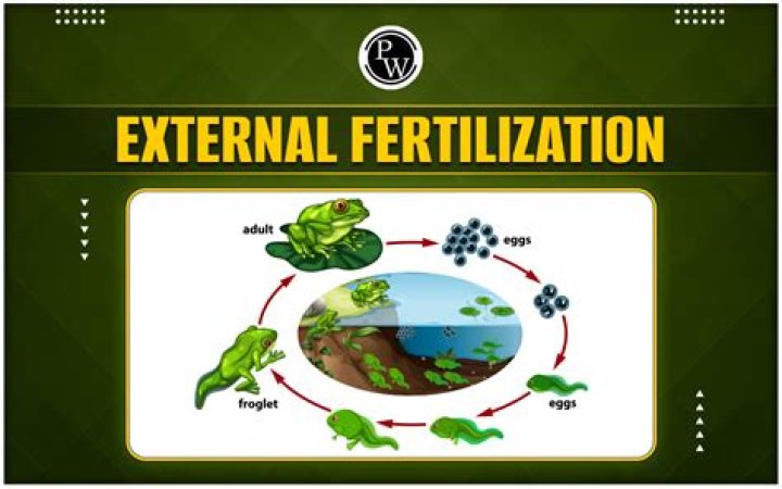 Do turtles use external fertilisation?