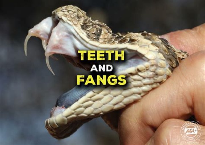 Do twi'leks have fangs?