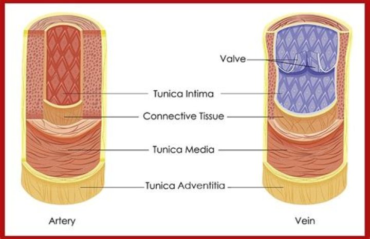 Do veins have tunica media?