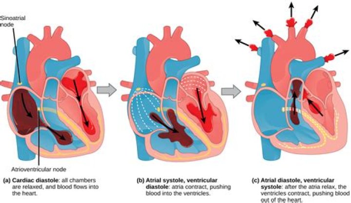 Do ventricles pump blood out of the heart?