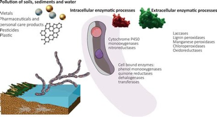 Do villi secrete enzymes?