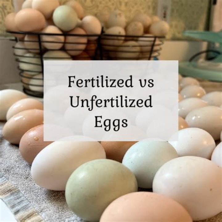Do we eat fertilised eggs?