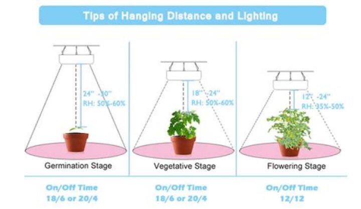 Do weed seedlings need light?
