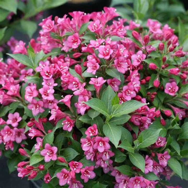 Do weigela bloom twice?