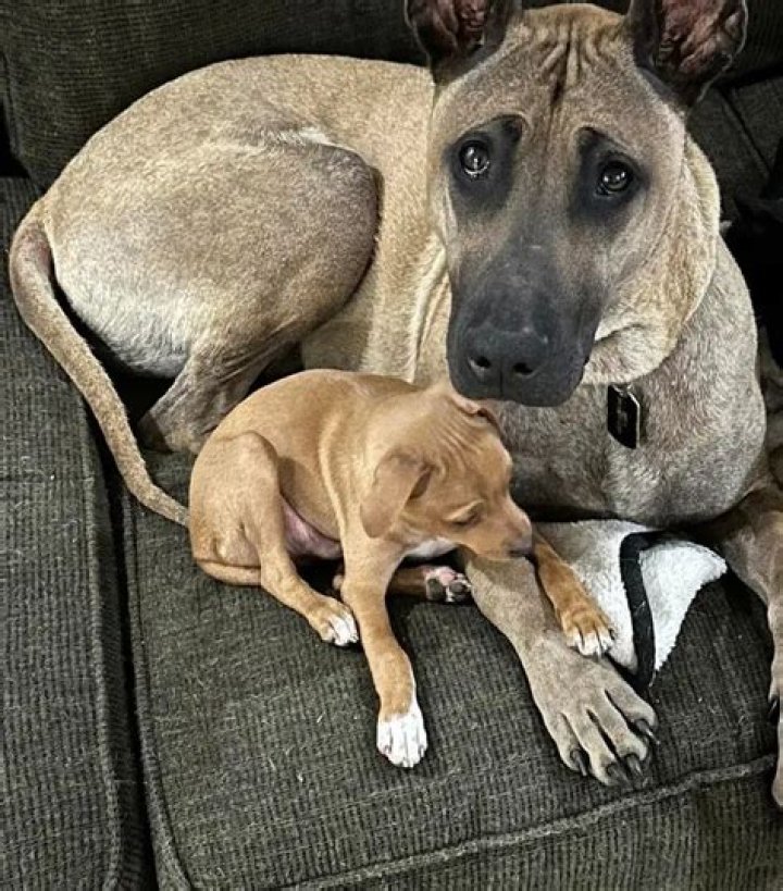 Do weimaraners like to cuddle?
