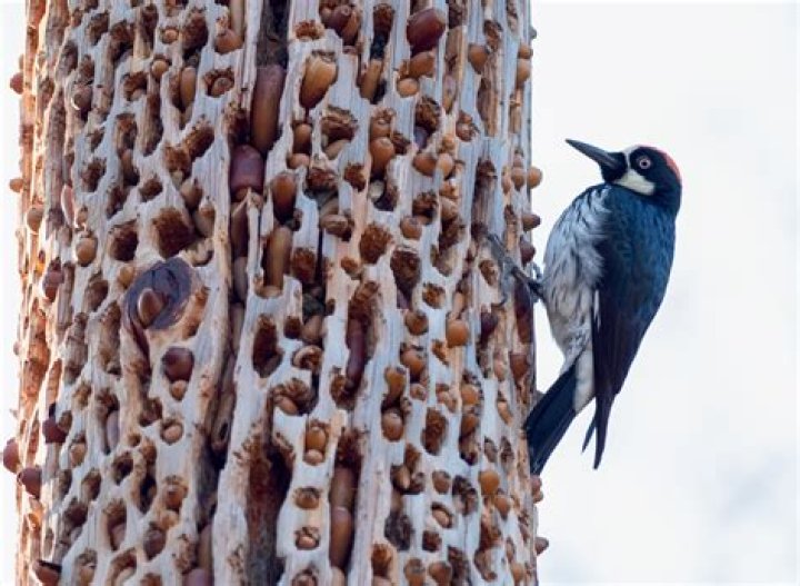 Do woodpeckers eat trees?