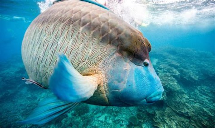 Do wrasse eat coral?