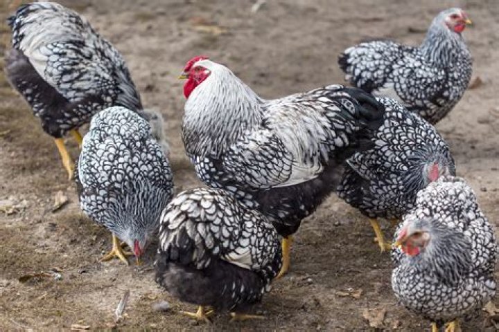 Do wyandotte hens have combs?