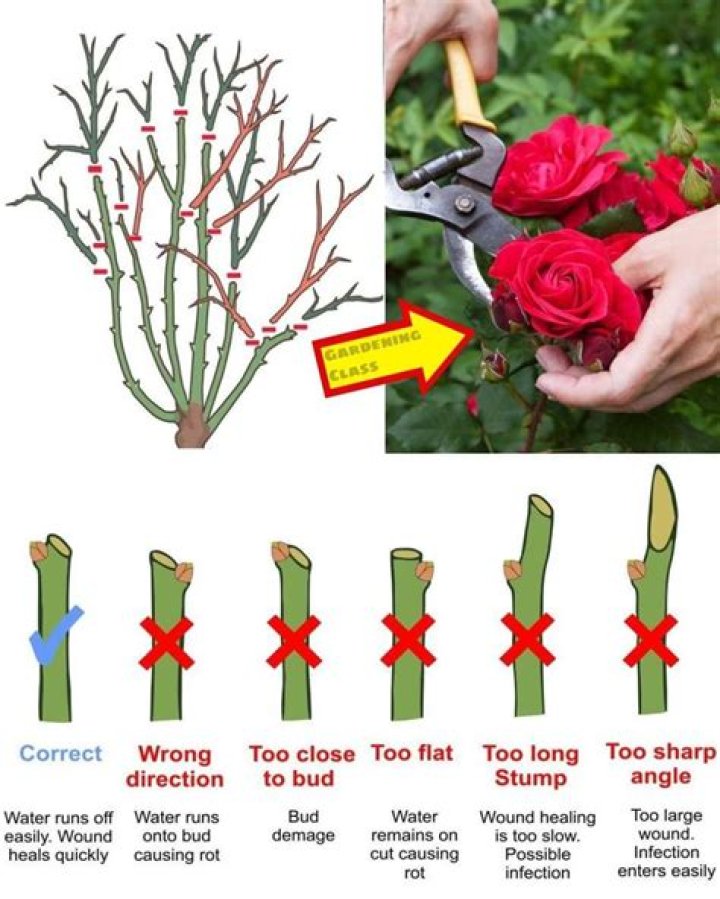 Do you cut back spireas in the fall?