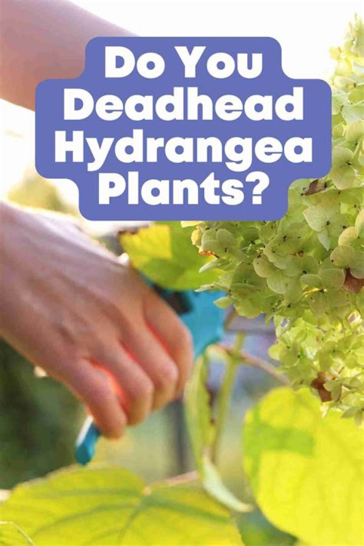 Do you deadhead armeria?