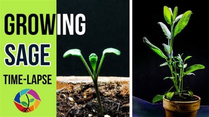 Do you grow broadleaf sage?