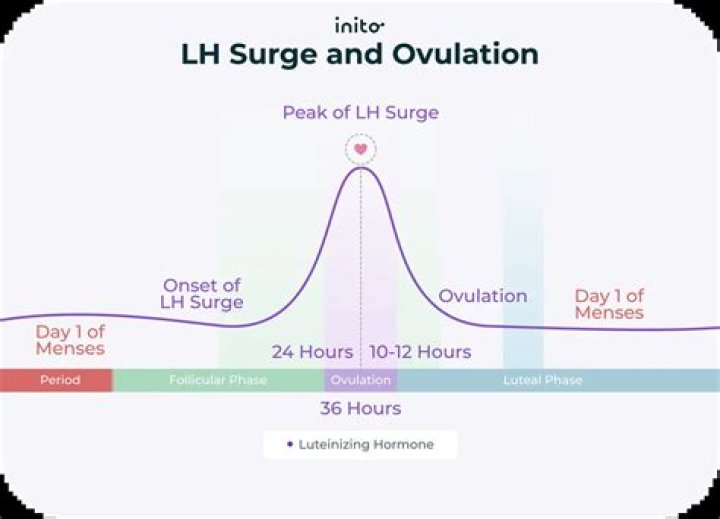 Do you have lh surges when pregnant?
