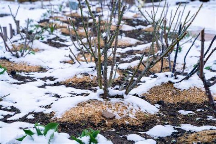 Do you have to cover rose bushes in the winter?