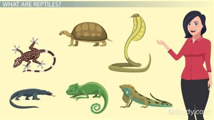Do you need a reptile licence for a turtle?
