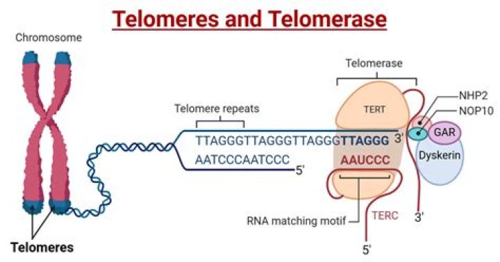Do you spell telomere?